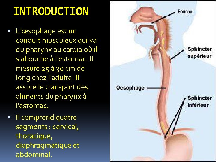 INTRODUCTION L'œsophage est un conduit musculeux qui va du pharynx au cardia où il