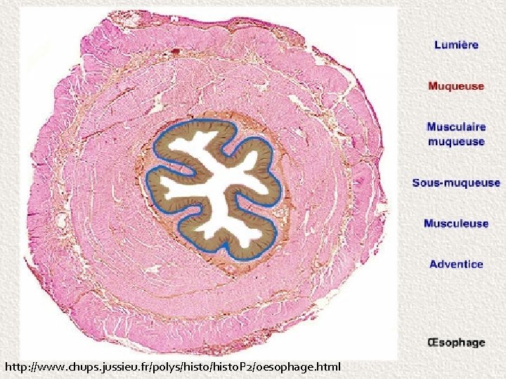 http: //www. chups. jussieu. fr/polys/histo. P 2/oesophage. html 