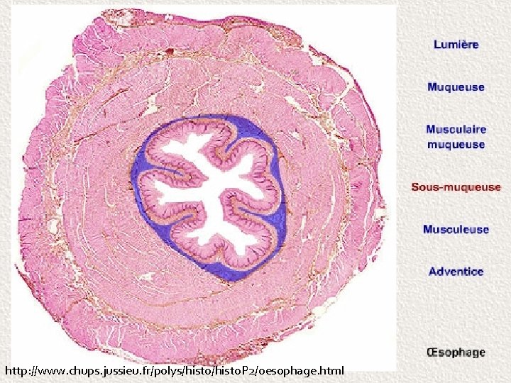 http: //www. chups. jussieu. fr/polys/histo. P 2/oesophage. html 