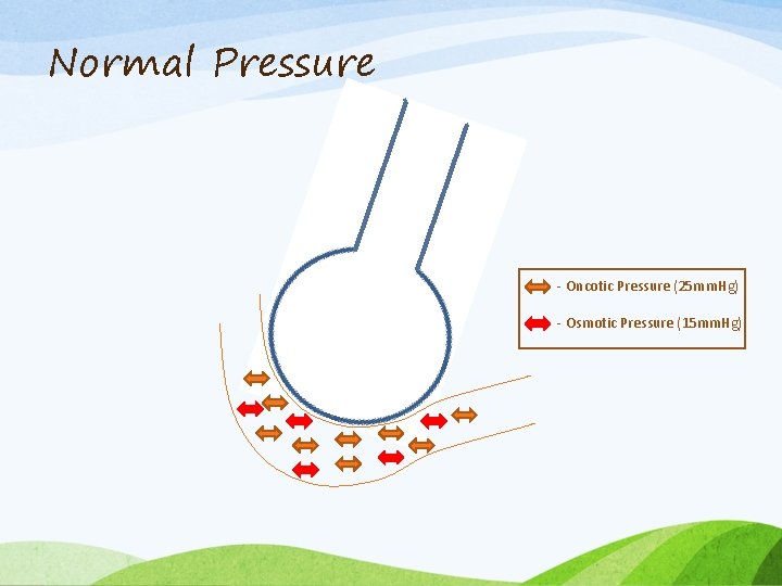 Normal Pressure - Oncotic Pressure (25 mm. Hg) - Osmotic Pressure (15 mm. Hg)