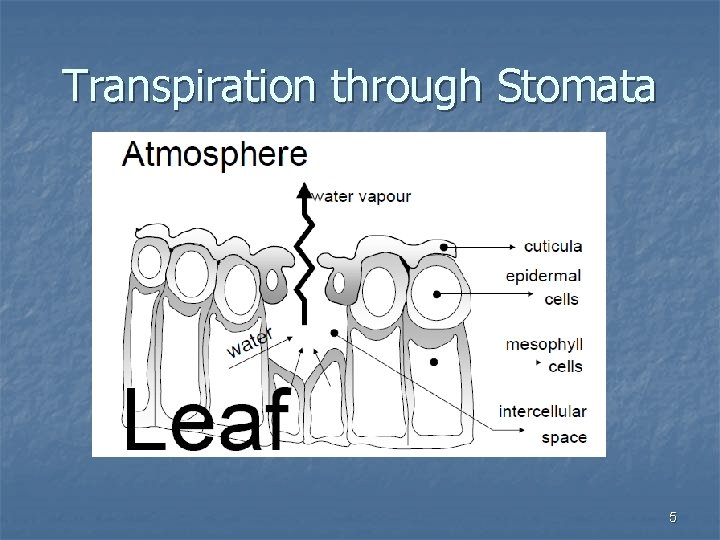 Transpiration through Stomata 5 