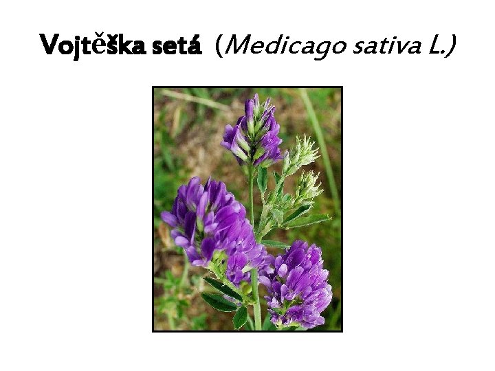 Vojtěška setá (Medicago sativa L. ) 