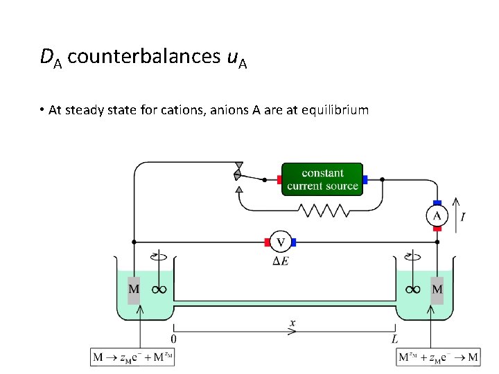 DA counterbalances u. A • At steady state for cations, anions A are at