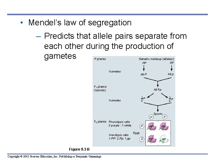  • Mendel’s law of segregation – Predicts that allele pairs separate from each