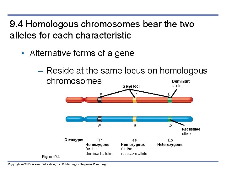 9. 4 Homologous chromosomes bear the two alleles for each characteristic • Alternative forms