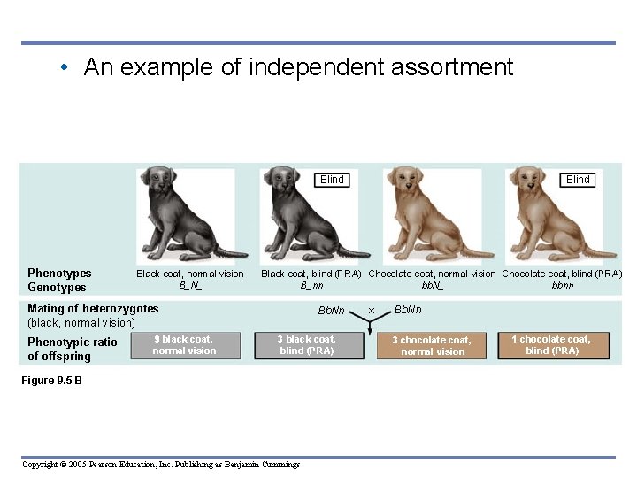  • An example of independent assortment Blind Phenotypes Genotypes Black coat, normal vision