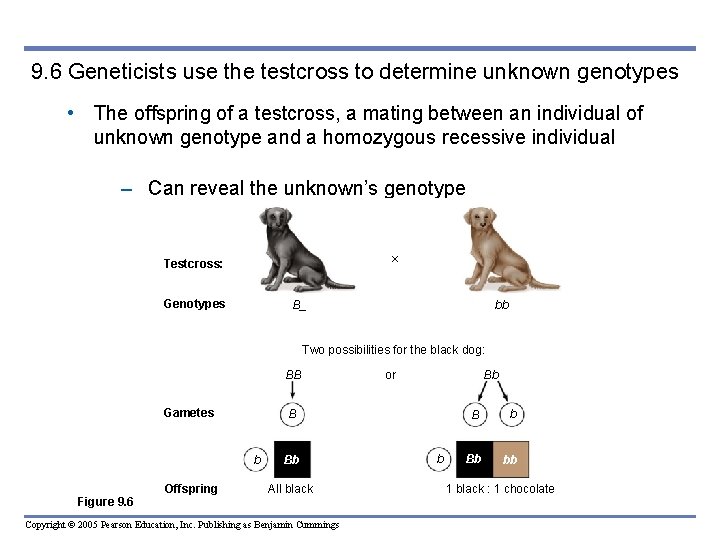 9. 6 Geneticists use the testcross to determine unknown genotypes • The offspring of