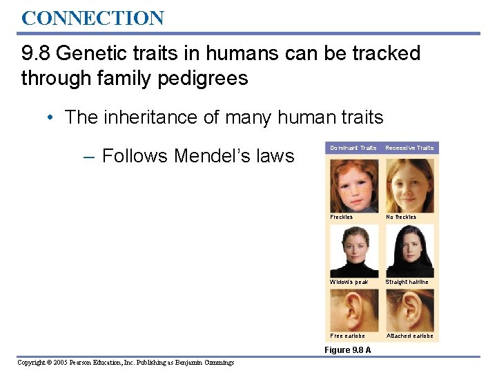 CONNECTION 9. 8 Genetic traits in humans can be tracked through family pedigrees •