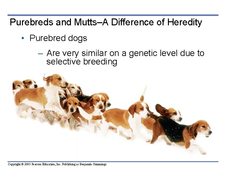 Purebreds and Mutts–A Difference of Heredity • Purebred dogs – Are very similar on