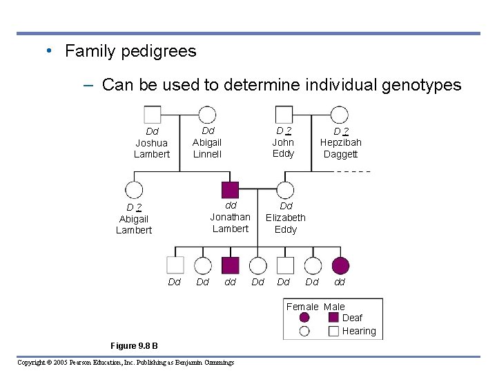  • Family pedigrees – Can be used to determine individual genotypes Dd Joshua