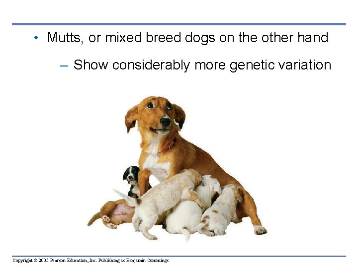  • Mutts, or mixed breed dogs on the other hand – Show considerably