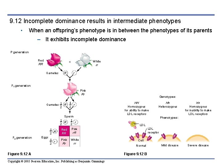 9. 12 Incomplete dominance results in intermediate phenotypes • When an offspring’s phenotype is