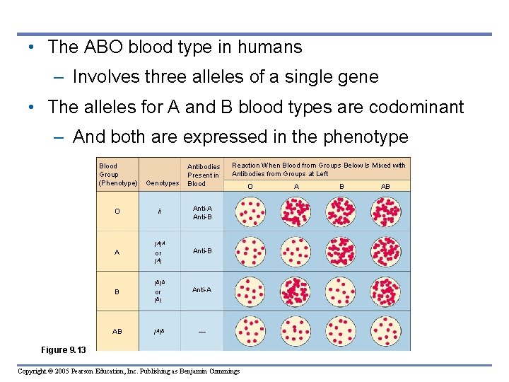  • The ABO blood type in humans – Involves three alleles of a