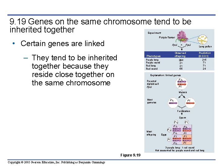 9. 19 Genes on the same chromosome tend to be inherited together Experiment Purple