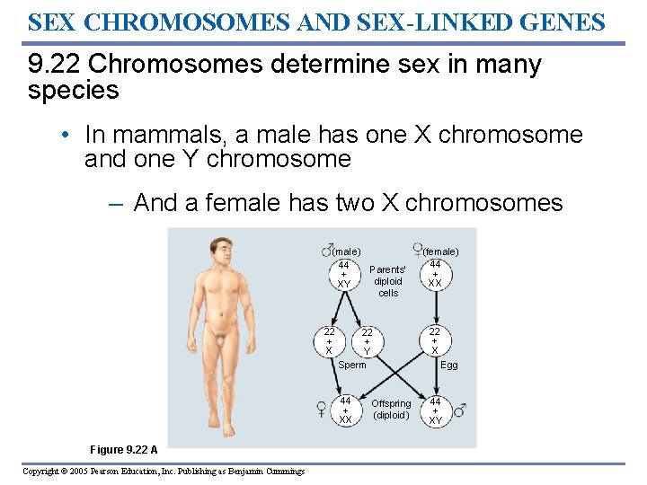 SEX CHROMOSOMES AND SEX-LINKED GENES 9. 22 Chromosomes determine sex in many species •