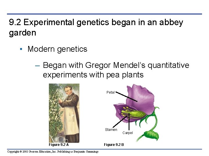 9. 2 Experimental genetics began in an abbey garden • Modern genetics – Began