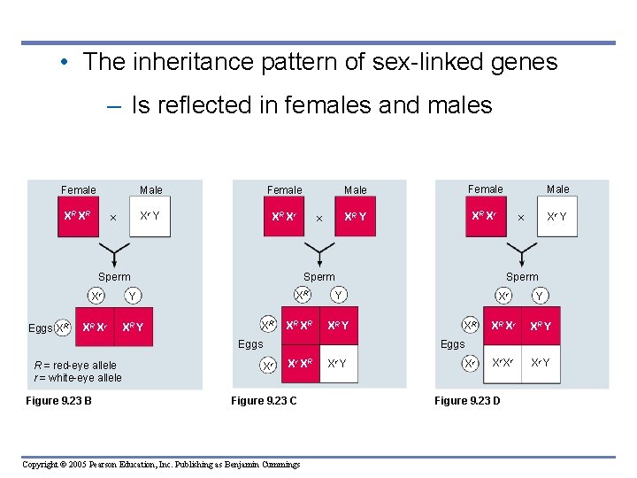  • The inheritance pattern of sex-linked genes – Is reflected in females and