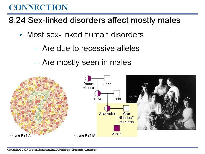 CONNECTION 9. 24 Sex-linked disorders affect mostly males • Most sex-linked human disorders –