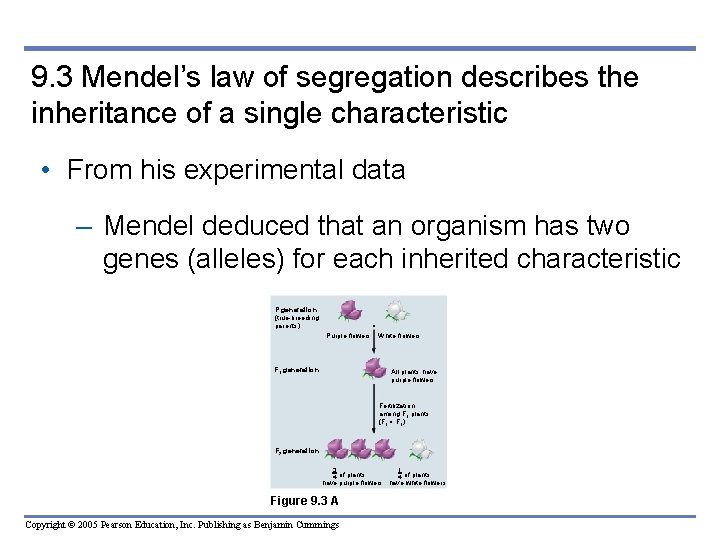 9. 3 Mendel’s law of segregation describes the inheritance of a single characteristic •