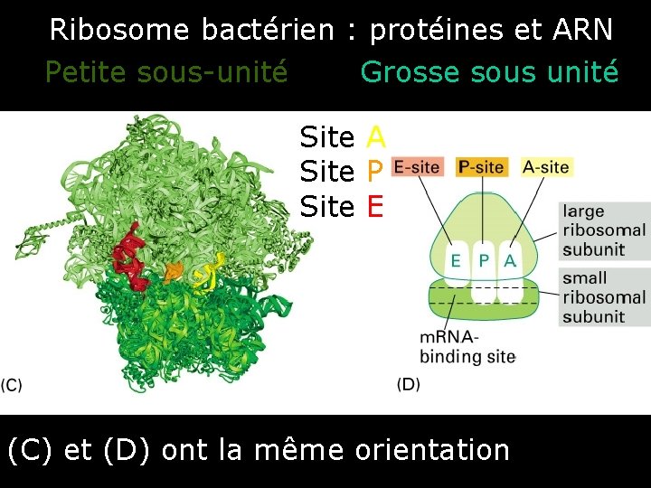Ribosome bactérien : protéines et ARN Petite sous-unité Grosse sous unité Site A Site