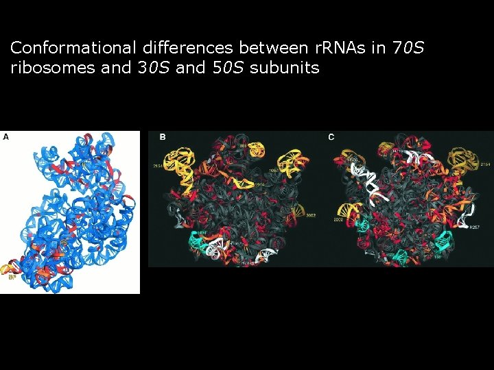 Conformational differences between r. RNAs in 70 S ribosomes and 30 S and 50