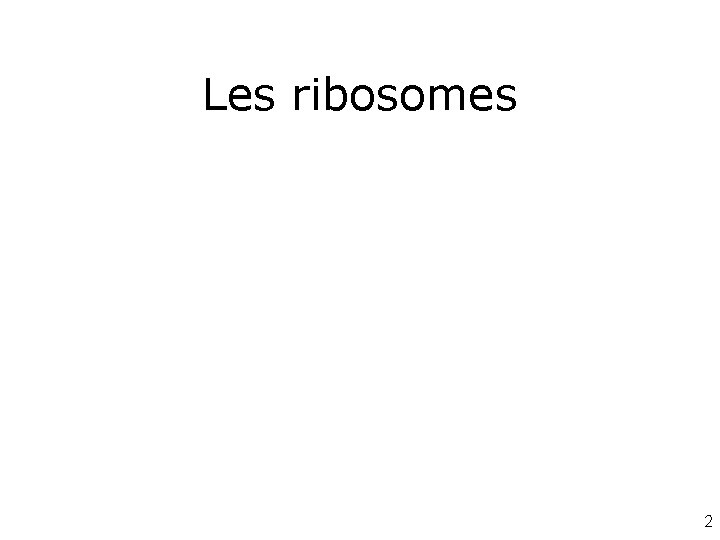 Les ribosomes 2 