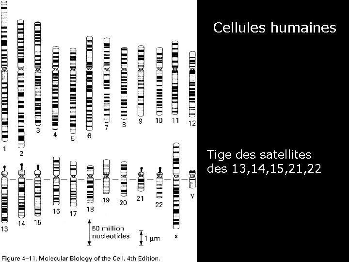 Cellules humaines Fig 4 -11 Caryotype (schéma) Tige des satellites des 13, 14, 15,