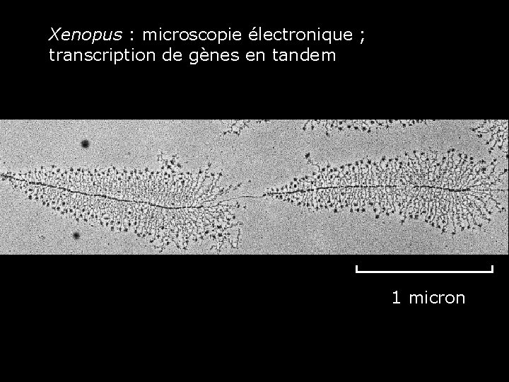 Xenopus : microscopie électronique ; transcription de gènes en tandem Fig 6 -9 ME