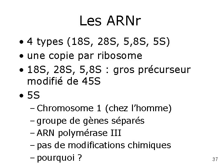 Les ARNr • 4 types (18 S, 28 S, 5, 8 S, 5 S)