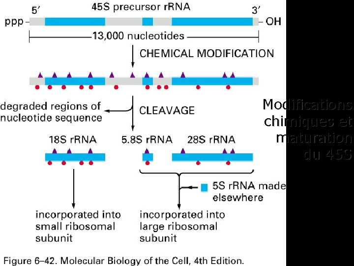 Fig 6 -42 Modifications chimiques et maturation du 45 S 38 