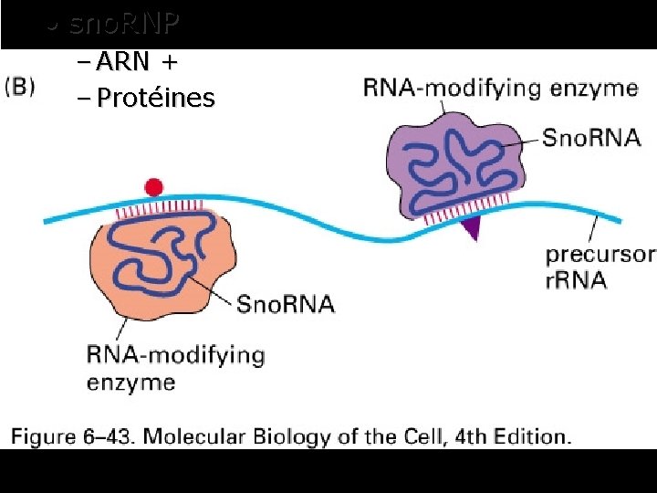  • sno. RNP – ARN + – Protéines Fig 6 -43 B 41