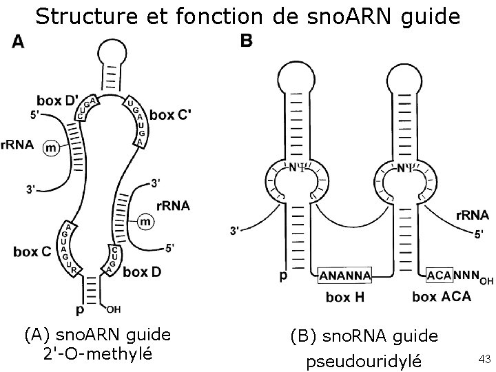 Structure et fonction de sno. ARN guide Kiss, T 2001(fig 1) • Fig. 1.