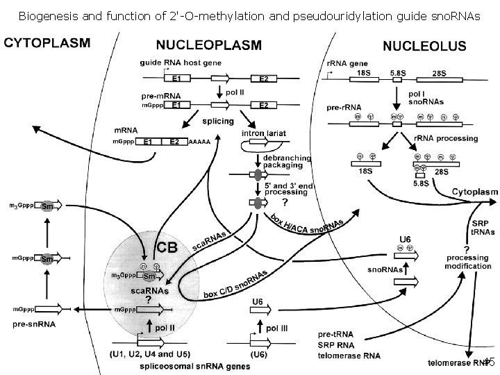 Biogenesis and function of 2'-O-methylation and pseudouridylation guide sno. RNAs Kiss, T 2001(fig 2)