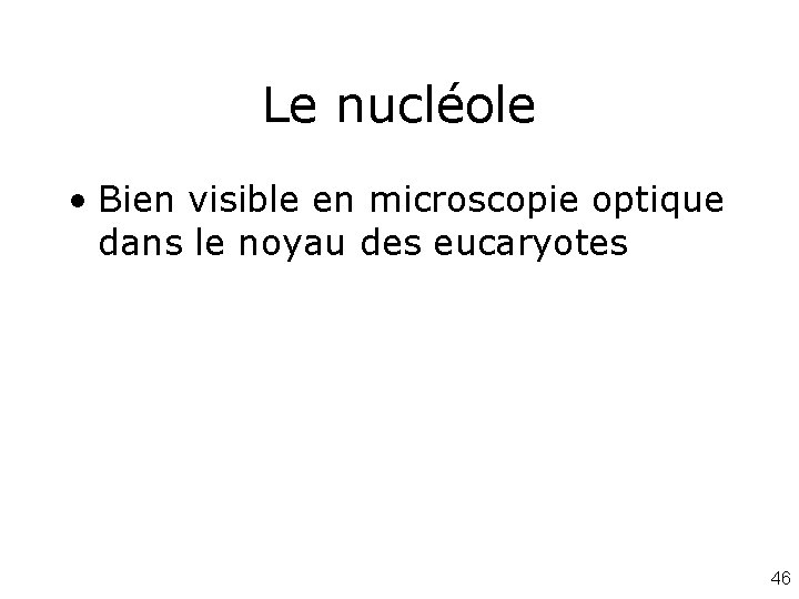 Le nucléole • Bien visible en microscopie optique dans le noyau des eucaryotes 46