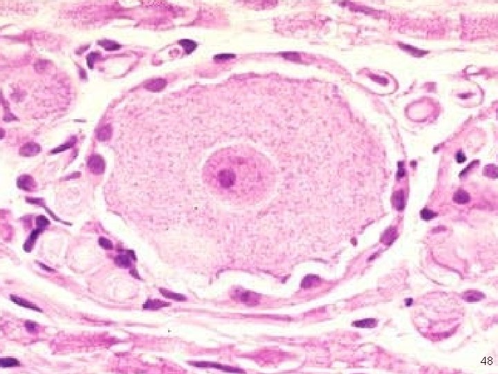 Nucléole en microscopie optique 48 