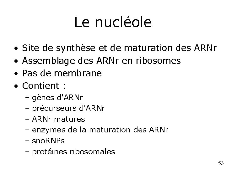 Le nucléole • • Site de synthèse et de maturation des ARNr Assemblage des