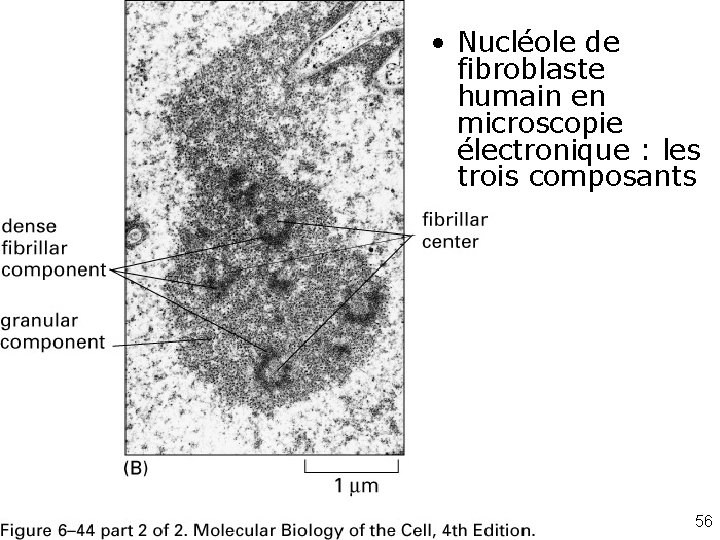  • Nucléole de fibroblaste humain en microscopie électronique : les trois composants Fig