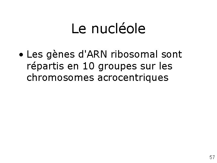 Le nucléole • Les gènes d'ARN ribosomal sont répartis en 10 groupes sur les