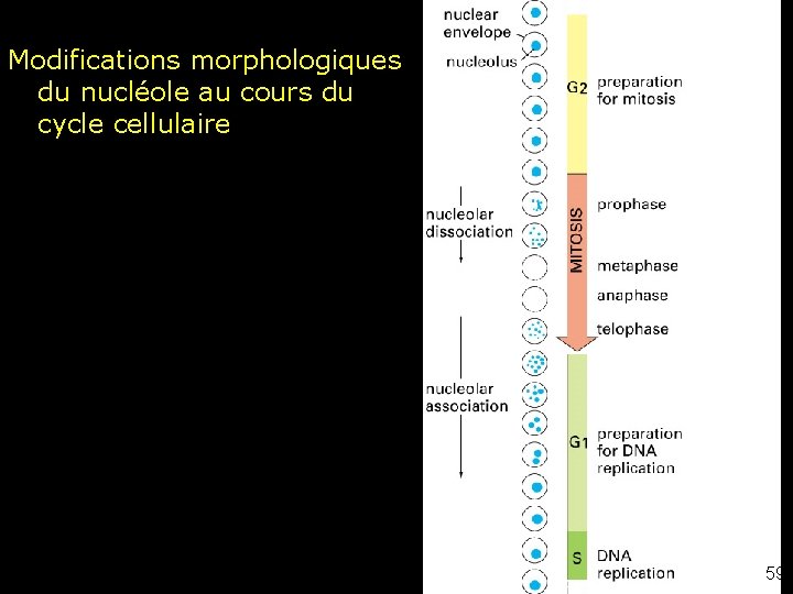 Modifications morphologiques du nucléole au cours du cycle cellulaire Fig 6 -45 59 