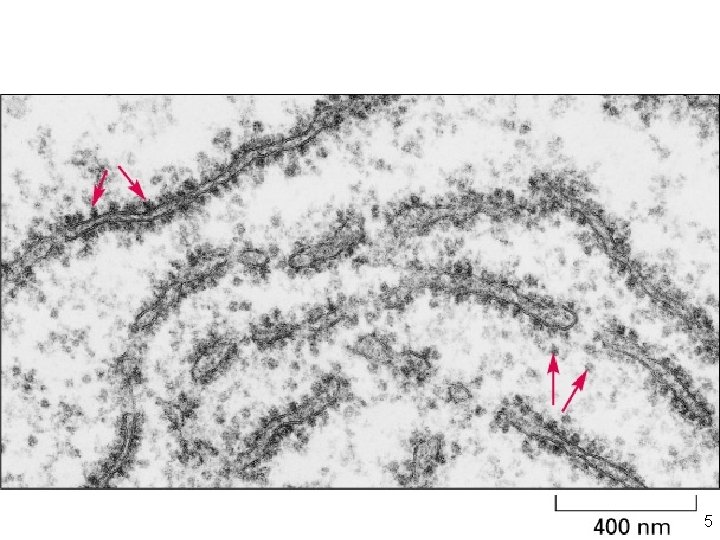  • Ribosomes dans le cytoplasme d'une cellule eucaryote Fig 6 -62 5 