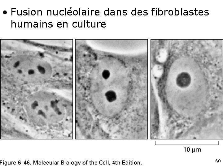  • Fusion nucléolaire dans des fibroblastes humains en culture Fig 6 -46 60