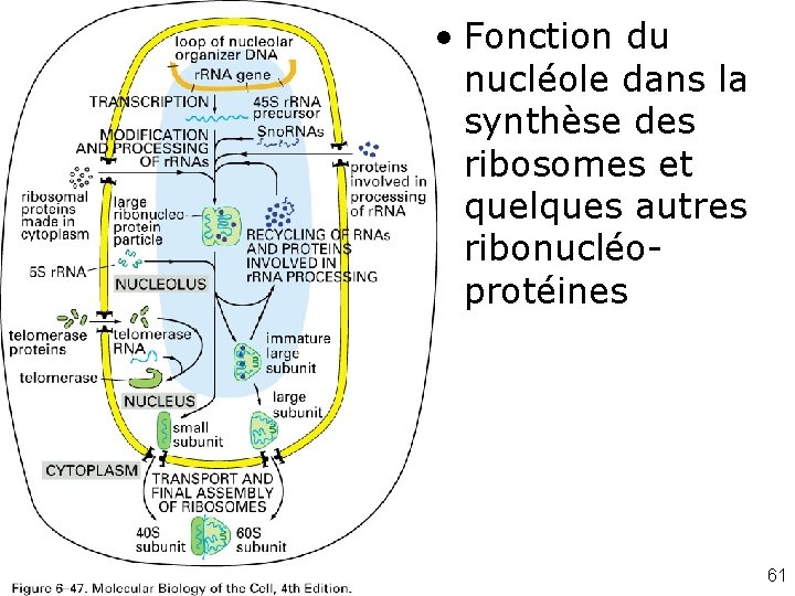  • Fonction du nucléole dans la synthèse des ribosomes et quelques autres ribonucléoprotéines