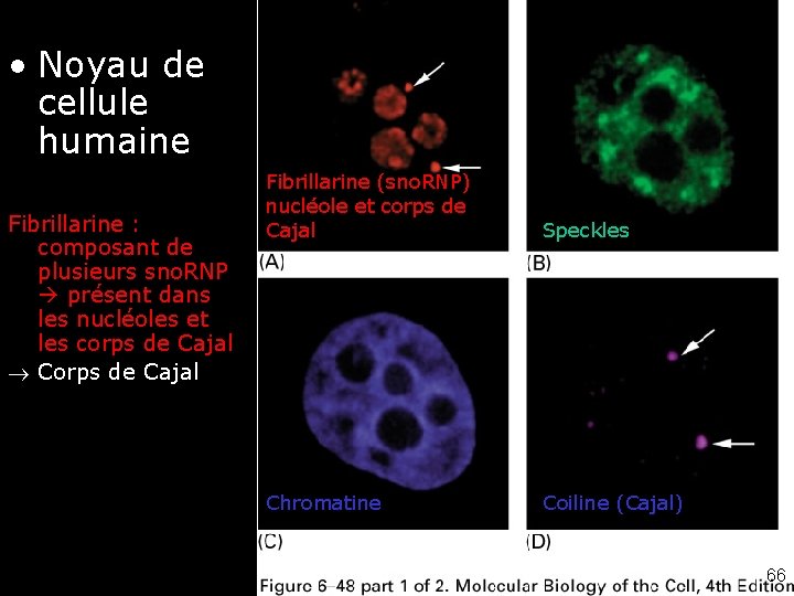  • Noyau de 6 -48 A-D Nuclears Fig cellule bodies humaine Fibrillarine :