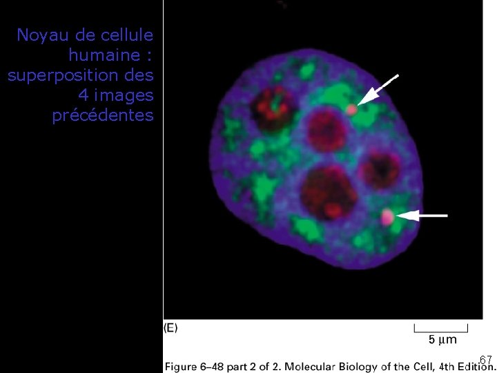 Noyau de cellule humaine : superposition des 4 images précédentes Fig 6 -48 E