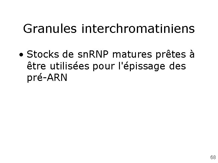 Granules interchromatiniens • Stocks de sn. RNP matures prêtes à être utilisées pour l'épissage