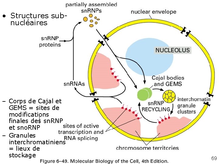  • Structures subnucléaires – Corps de Cajal et GEMS = sites de modifications