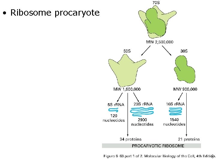  • Ribosome procaryote Fig 6 -63 -1 6 