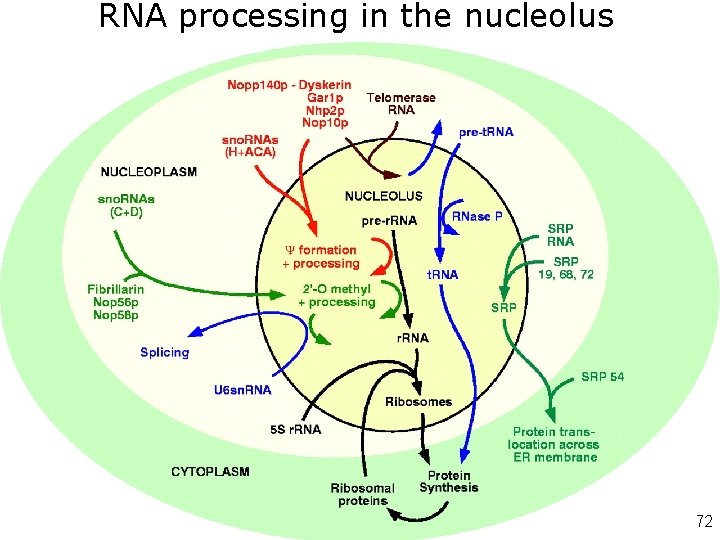 RNA processing in the nucleolus • • • Like Attracts Like: Getting RNA Processing