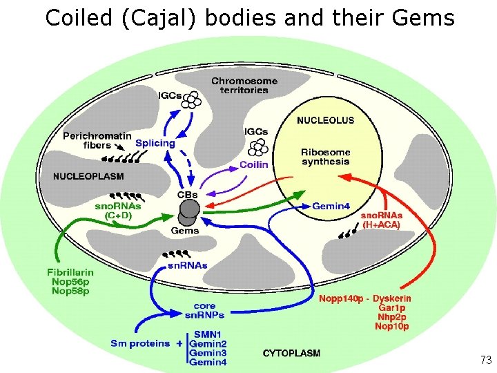 Coiled (Cajal) bodies and their Gems • • • Like Attracts Like: Getting RNA