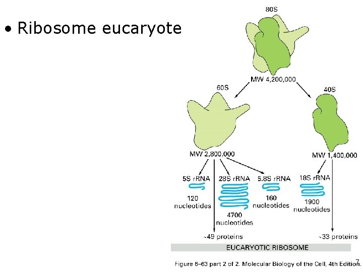  • Ribosome eucaryote Fig 6 -63 -2 7 